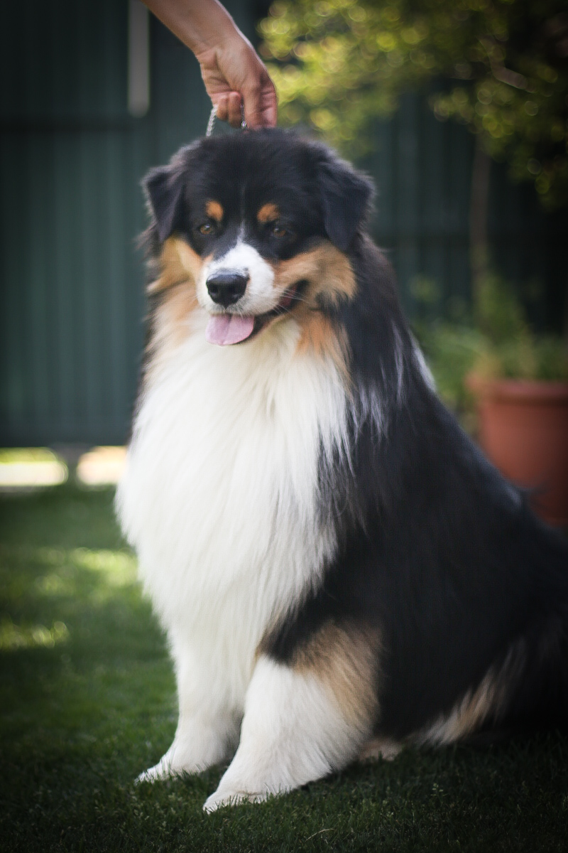 aussie black tri